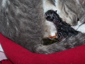 there's the first born reaching up, the second one is the clump underneath, still in the placenta